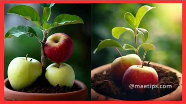 Como Plantar Maçã em Vaso - Passa a Passo