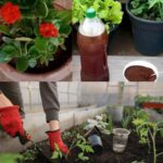 Adubo Caseiro com Borra de Café: Suas Plantas Vão Agradecer!