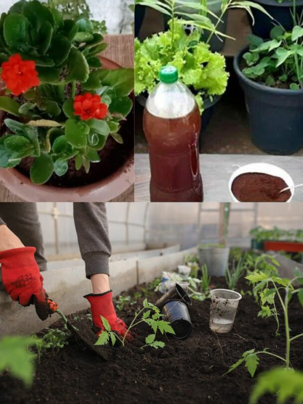 Adubo Caseiro com Borra de Café: Suas Plantas Vão Agradecer!