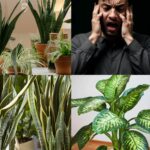 CUIDADO! Se você tem qualquer uma dessas 10 plantas em casa jogue fora agora mesmo